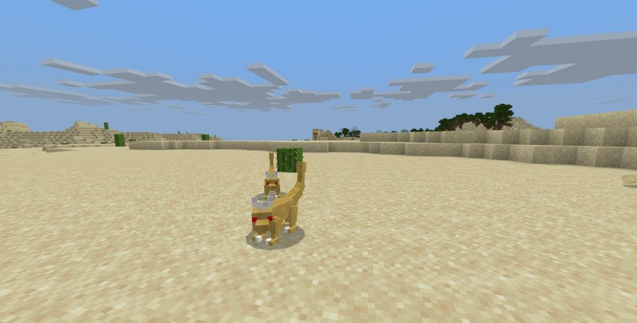 Desert pet