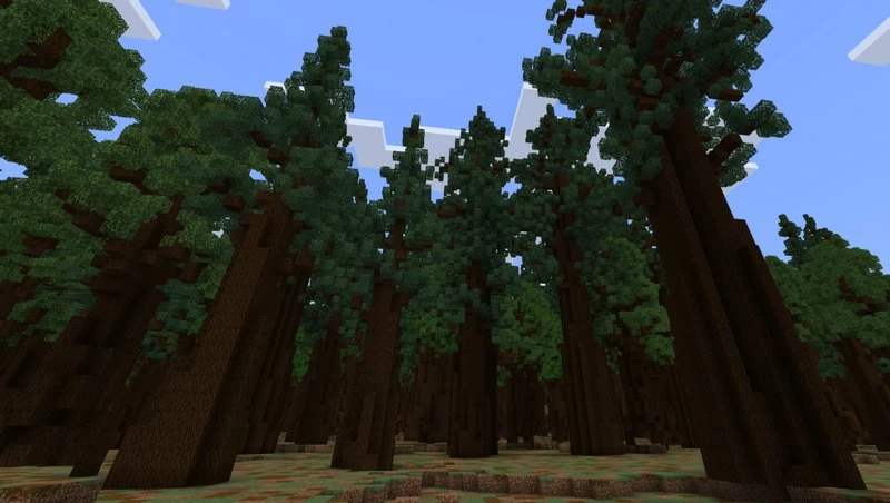 Giant trees on one of the islands